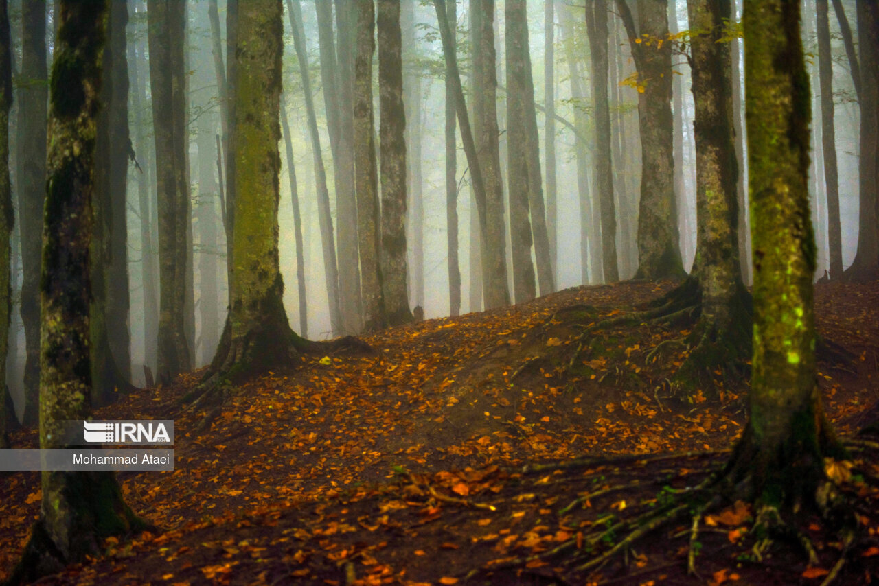 پاییز در مرداب دریوک