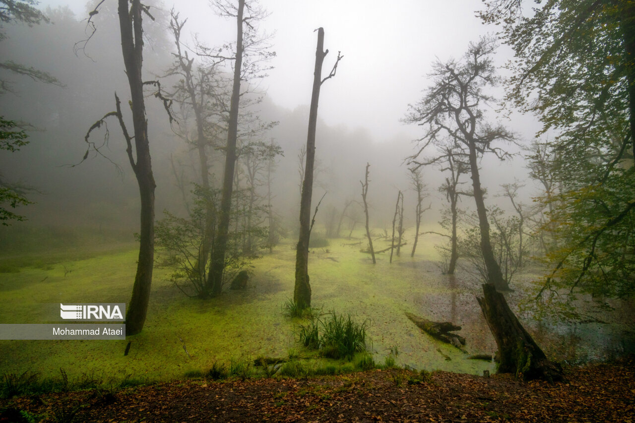پاییز در مرداب دریوک