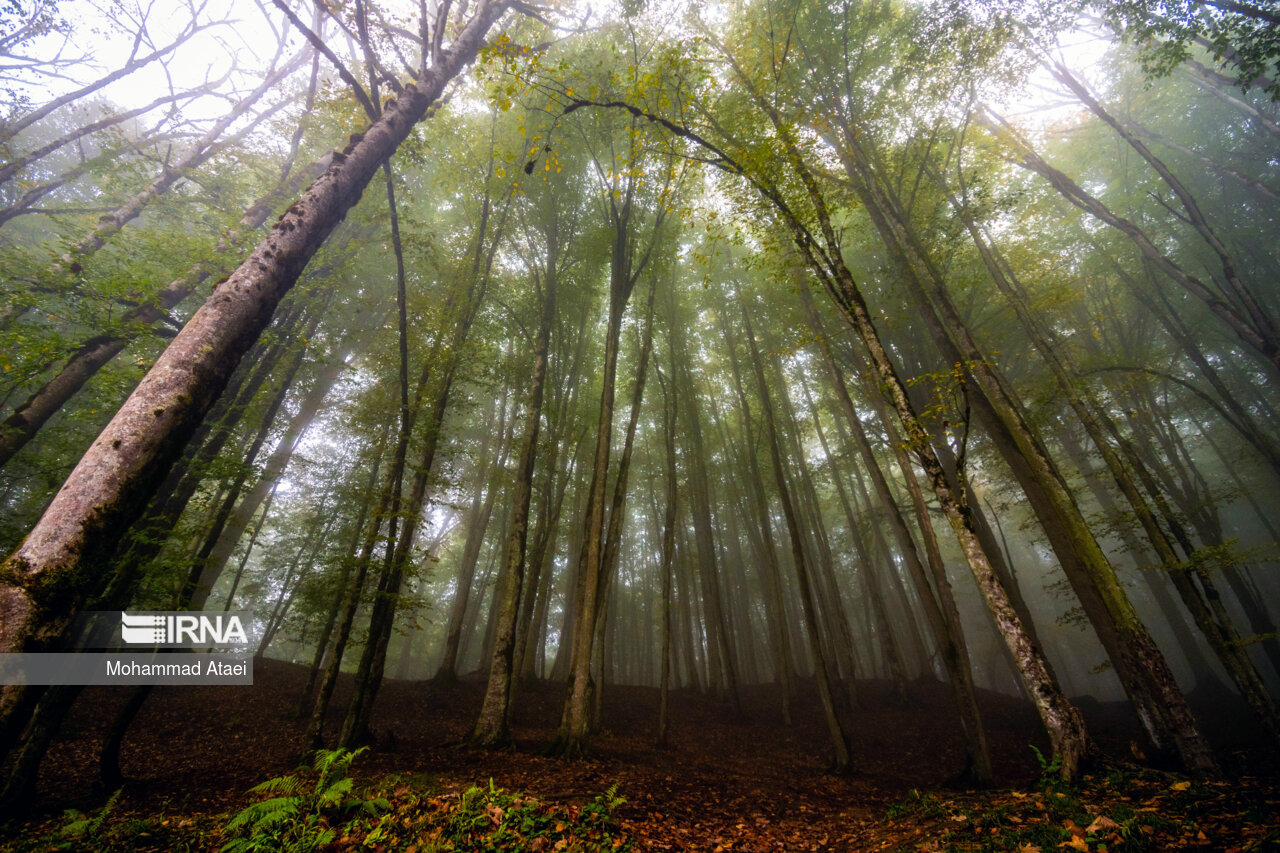 پاییز در مرداب دریوک