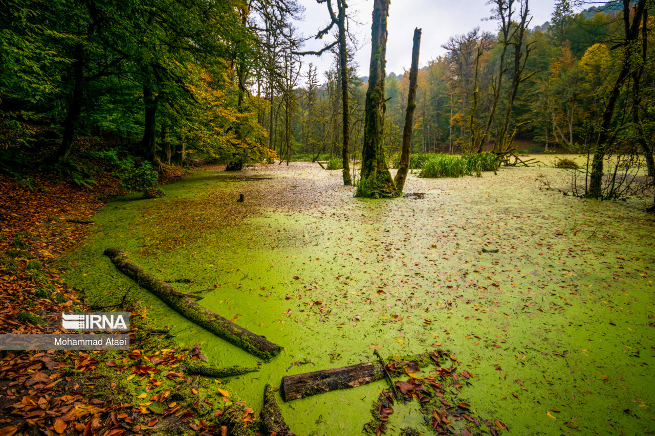 پاییز در مرداب دریوک