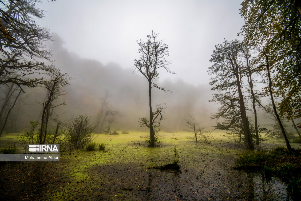 پاییز در مرداب دریوک