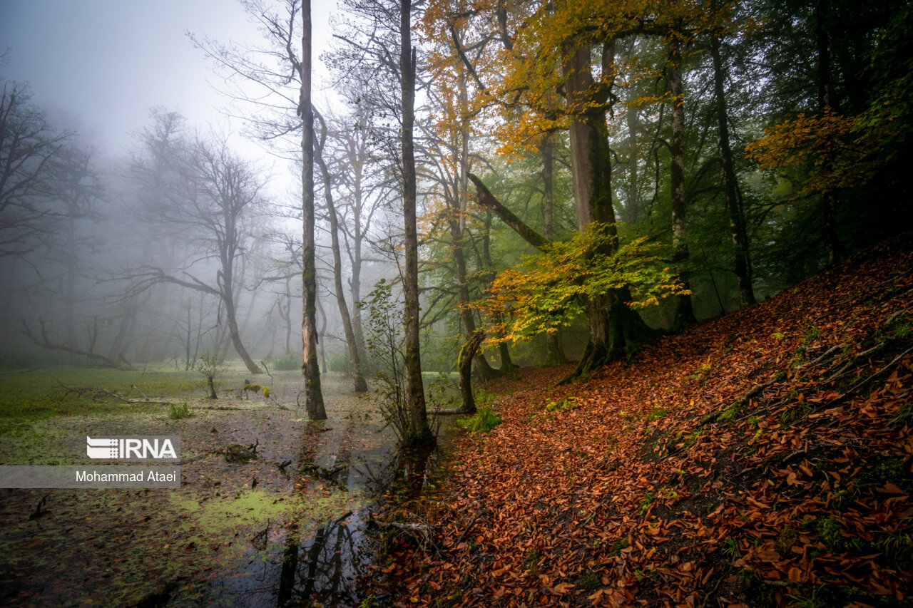 پاییز در مرداب دریوک