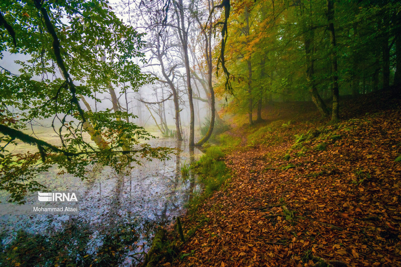 پاییز در مرداب دریوک