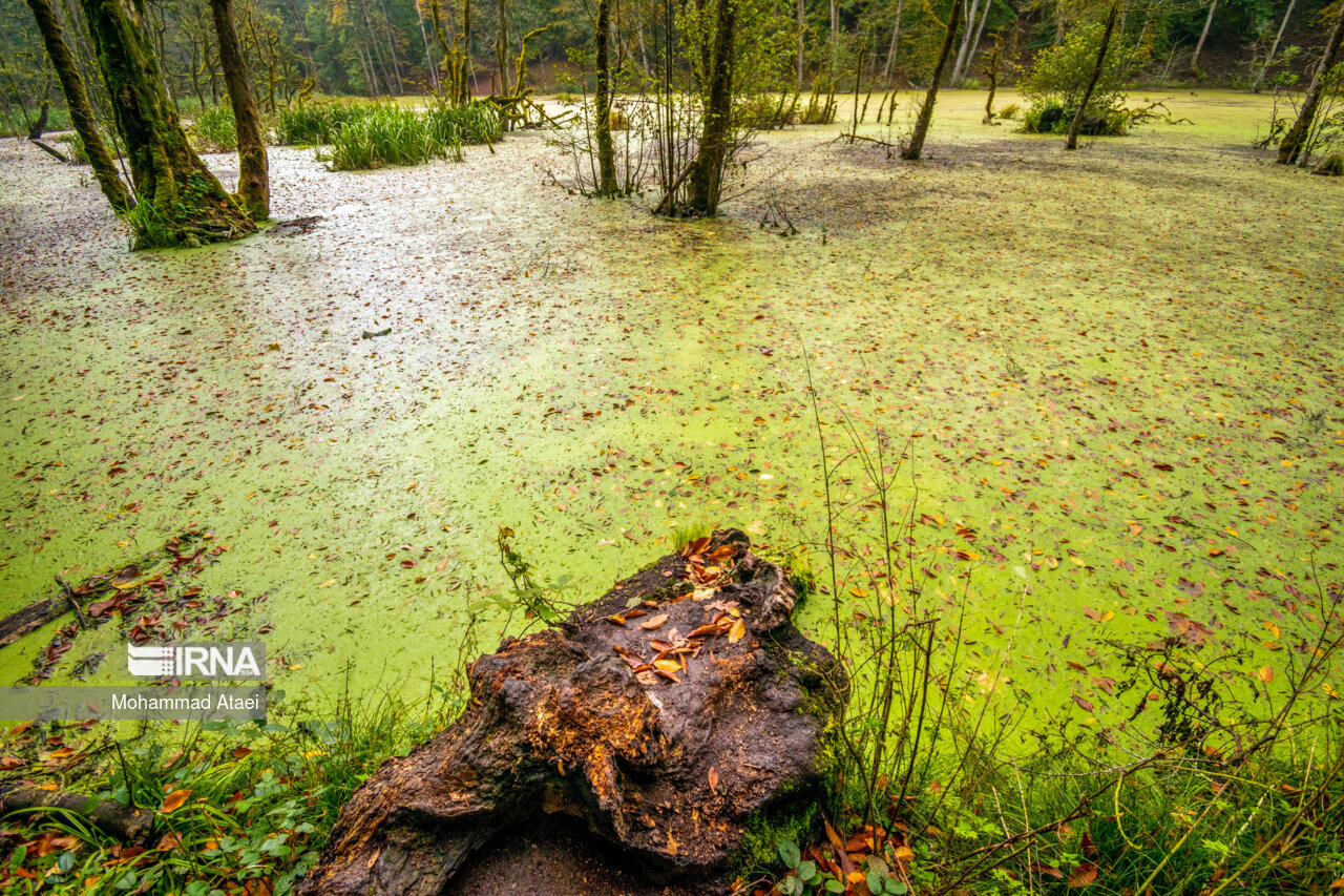 پاییز در مرداب دریوک