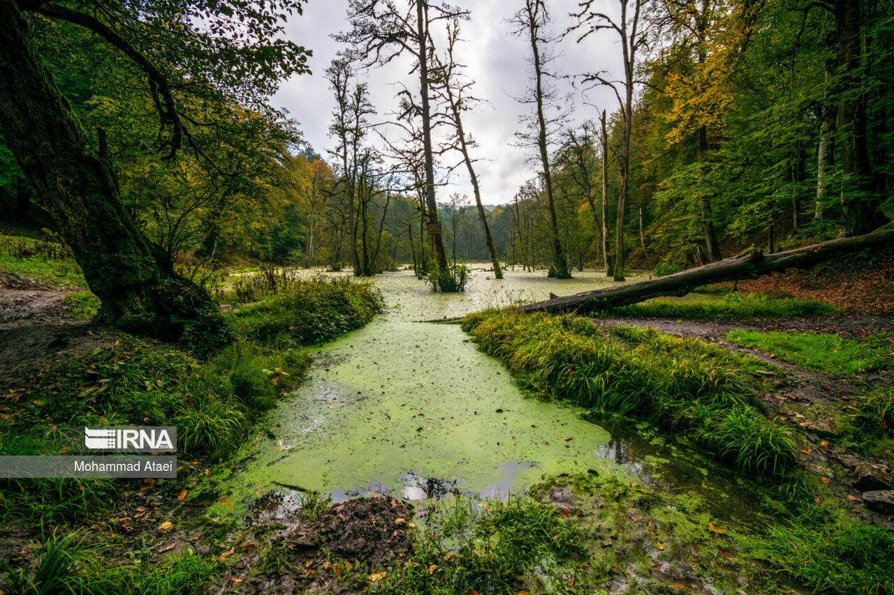 پاییز در مرداب دریوک