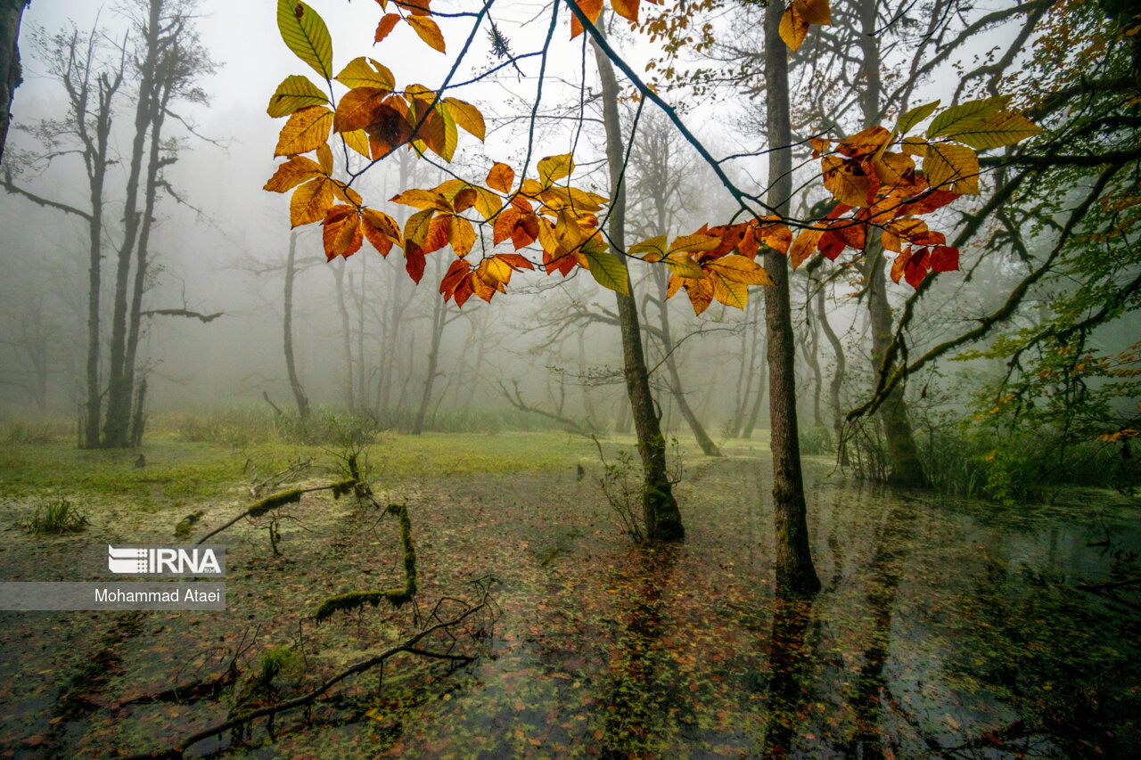 پاییز در مرداب دریوک