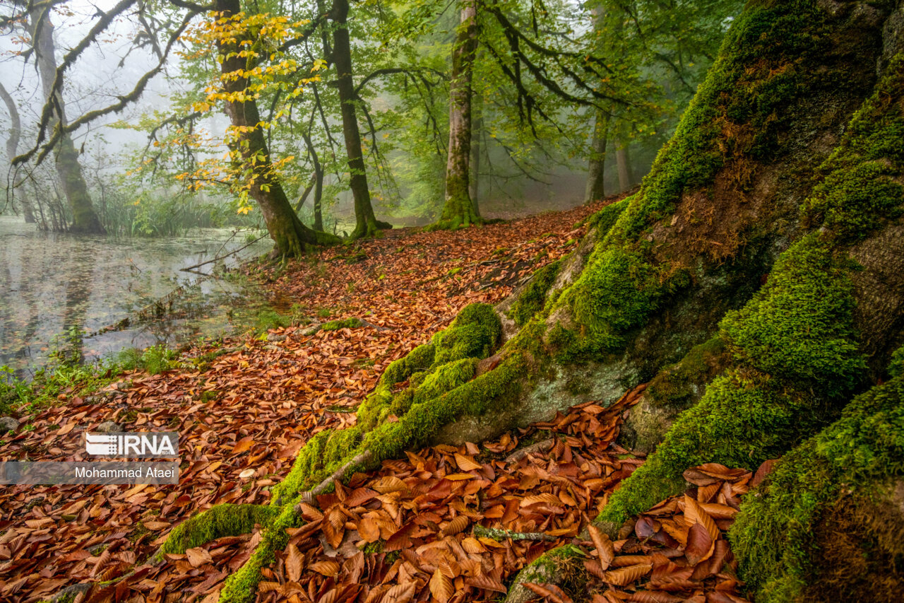 پاییز در مرداب دریوک