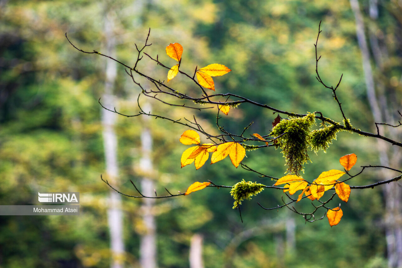 پاییز در مرداب دریوک