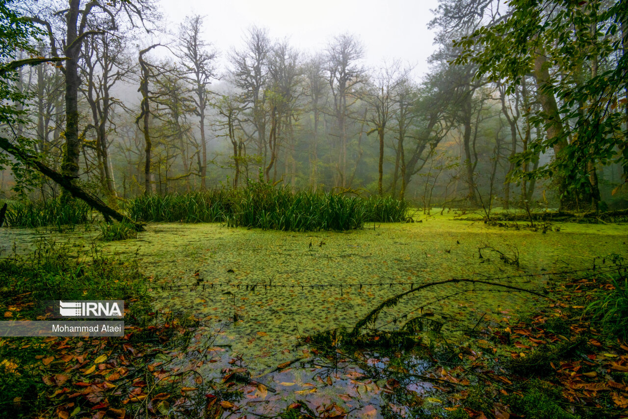 پاییز در مرداب دریوک