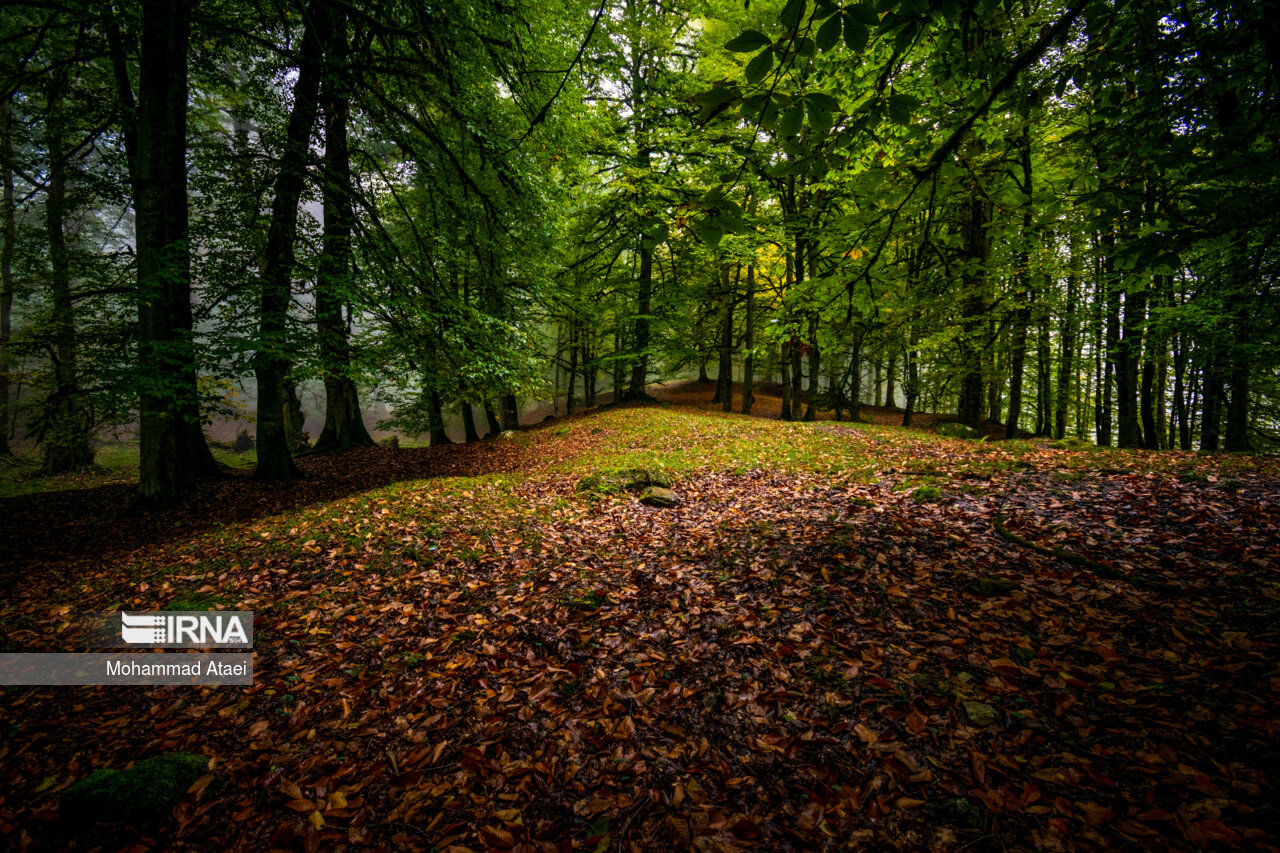 پاییز در مرداب دریوک