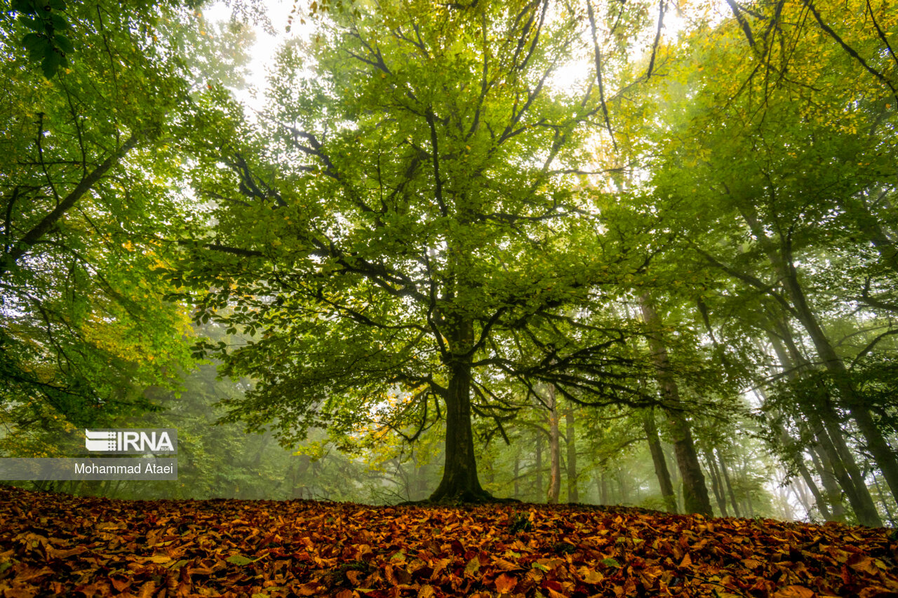 پاییز در مرداب دریوک