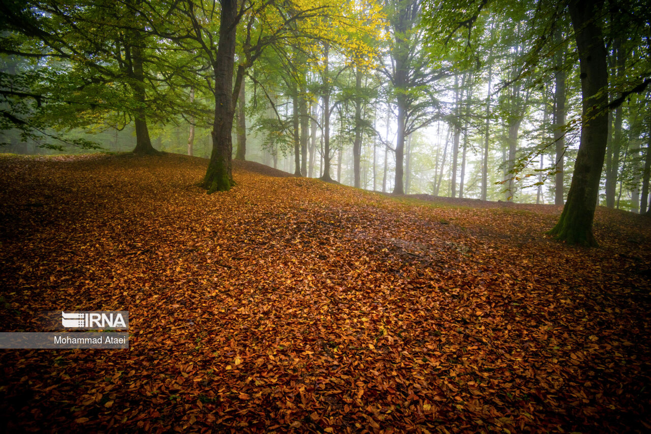 پاییز در مرداب دریوک