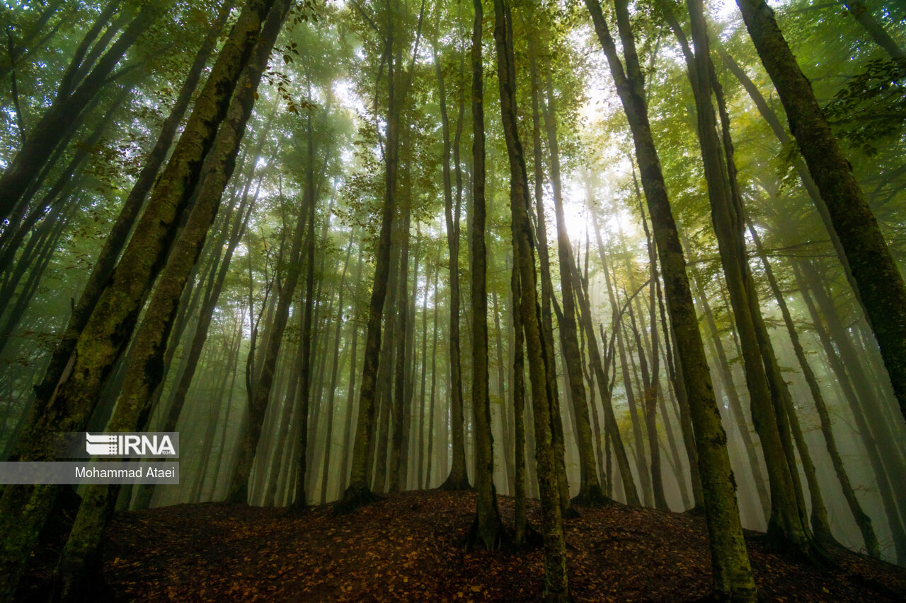 پاییز در مرداب دریوک