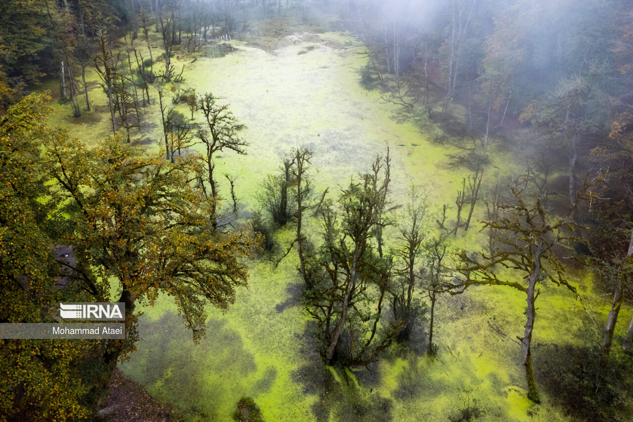 پاییز در مرداب دریوک