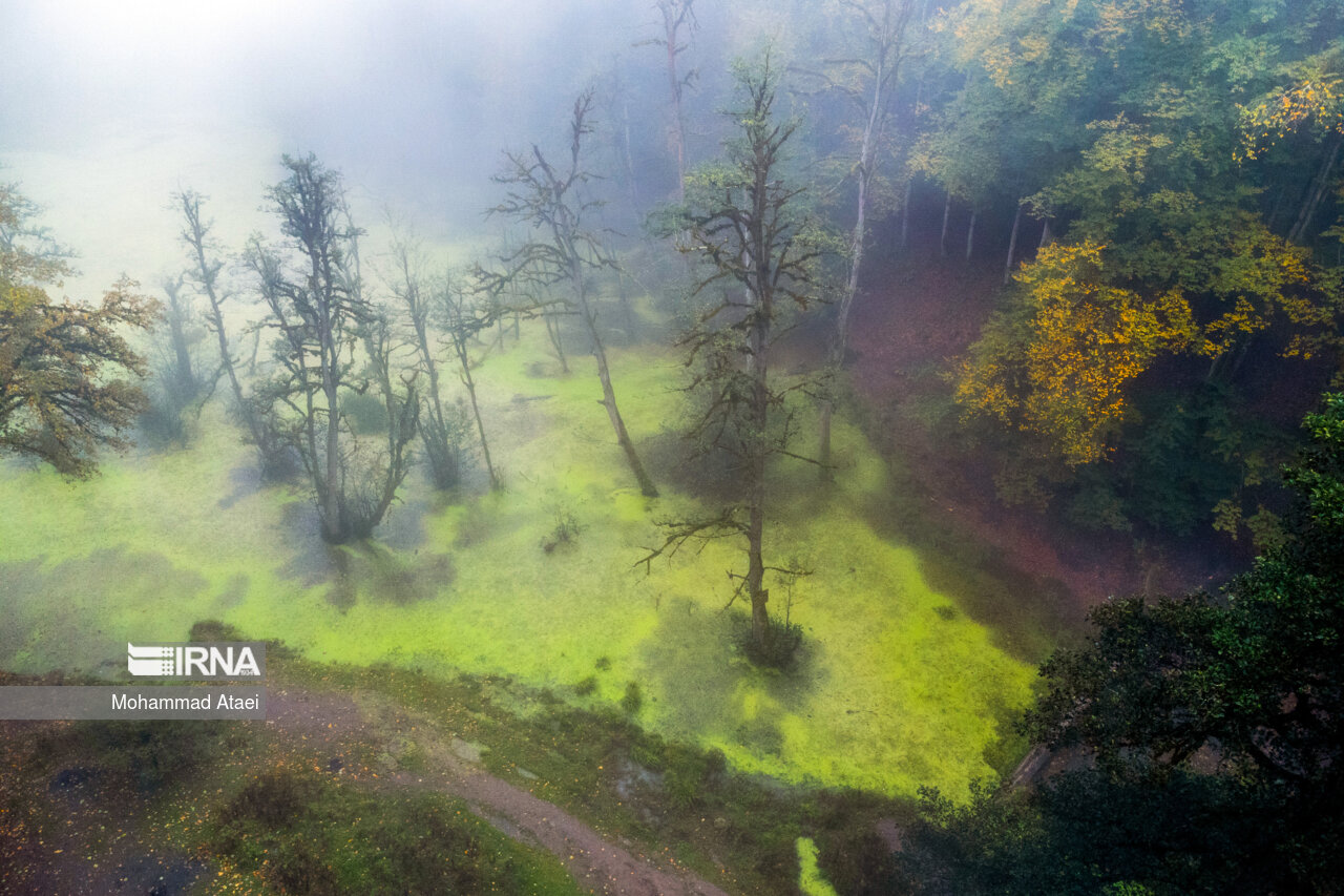 پاییز در مرداب دریوک