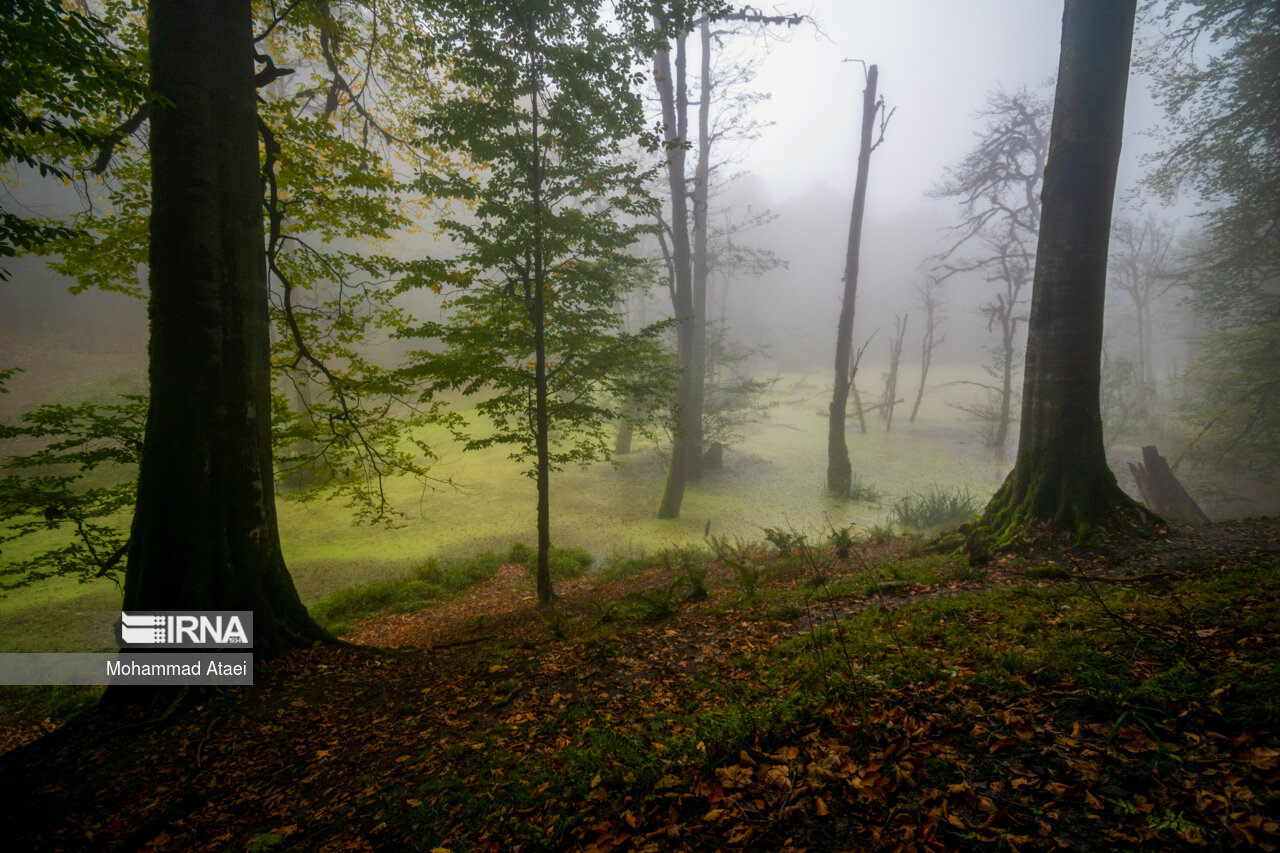 پاییز در مرداب دریوک