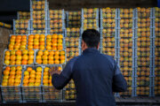 ۱۴۴ تُن میوه تنظیم بازار در خراسان‌شمالی توزیع شد