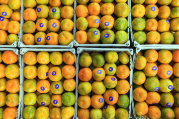 ثبات قیمت میوه و صیفی در بازار ادامه دارد