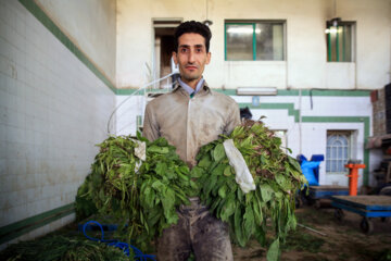 میدان میوه و تره بار