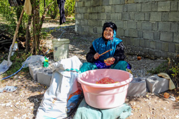 انار مشایخ دهستان مشایخ شهرستان کیار چهارمحال و بختیاری انار کشاورزی باغ انار باغات انار برداشت محصول انار