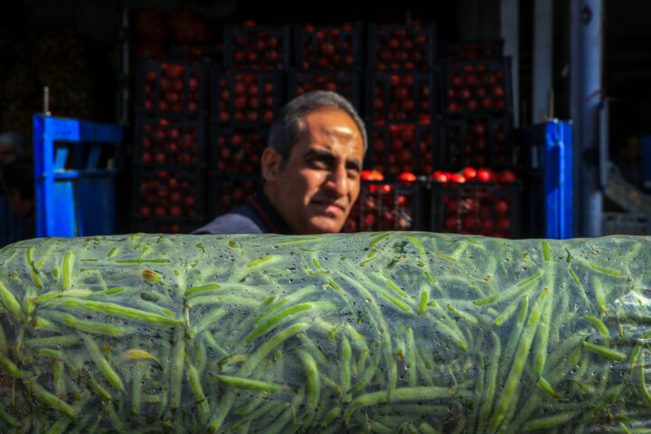 میدان میوه و تره بار