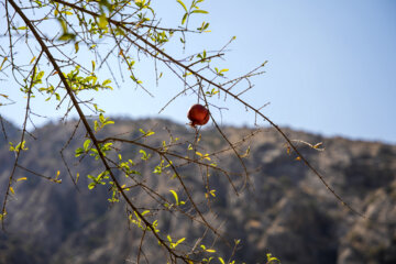 Producción de Granada en Marin