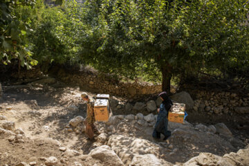 Jardin de grenades dans l’ouest de l’Iran 