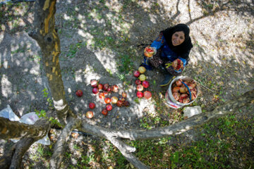 Jardin de grenades dans l’ouest de l’Iran 