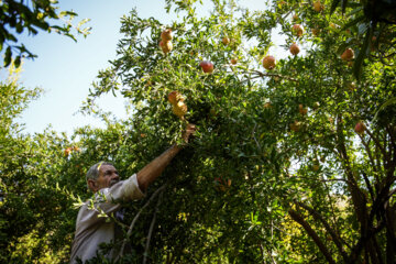 Jardin de grenades dans l’ouest de l’Iran 