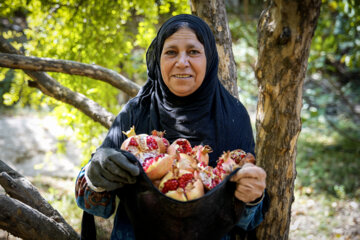 Jardin de grenades dans l’ouest de l’Iran