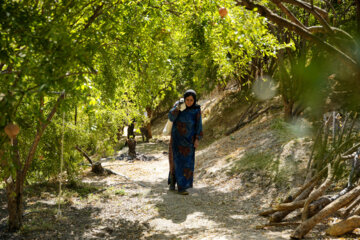 Jardin de grenades dans l’ouest de l’Iran 