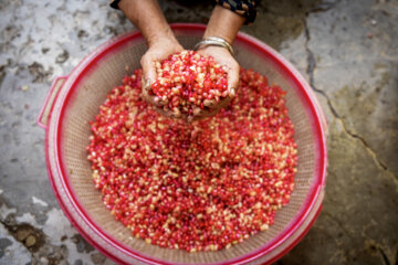 Jardin de grenades dans l’ouest de l’Iran 