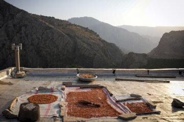 Jardin de grenades dans l’ouest de l’Iran 