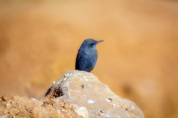  طرقه کوهی (Common rock thrush)