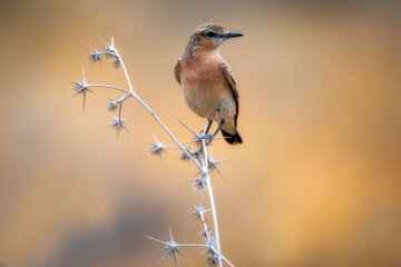 چکاوک بیابانی (desert lark)