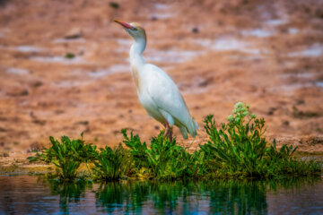 گاوچرانک (Cattle egret)