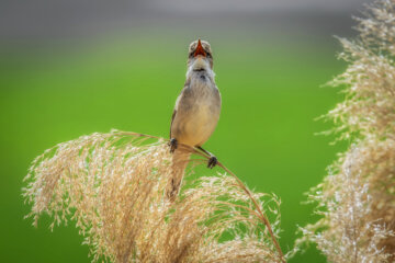 سسک پر سر و صدا (Clamorous reed warbler )