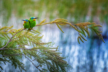 زنبور خوار سبز (Asian green bee eater)