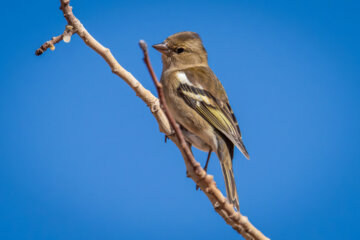 سهره جنگلی (eurasia chaffinch)