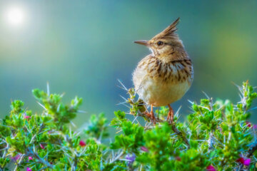 چکاوک کاکلی (Crested lark)