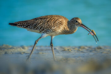  گیلانشاه (Curlews)