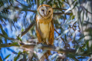  جغد انبار  (Barn owl)