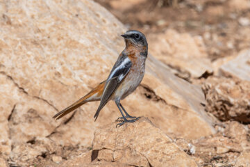 دم سرخ پشت بلوطی (Eversmanns redstart)