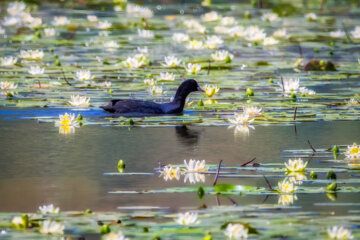 چنگر نوک سفید (Fulice bird)