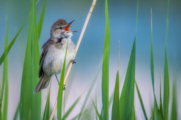سسک پر سر و صدا (Clamorous reed warbler )