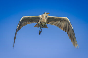  حواصیل خاکستری (Gray heron)