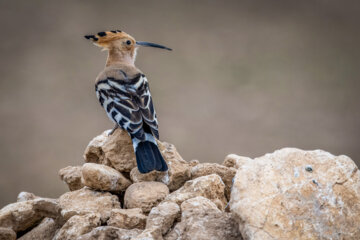 هدهد (hoopoe)