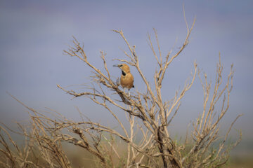 زاغ بور (Iranian ground jay)