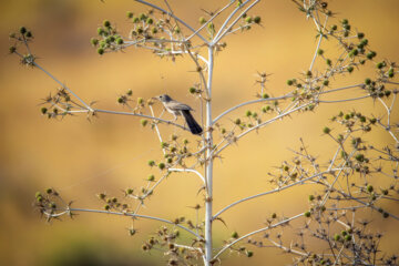 سسک شکیل (gracefu prinia)