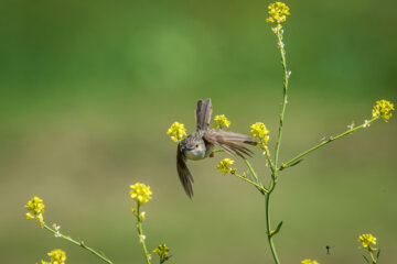 لیکو افغان ( common babbler)  